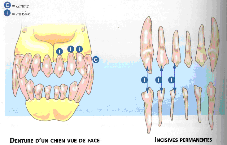 Question de morphologie - Page 3 Dentit10