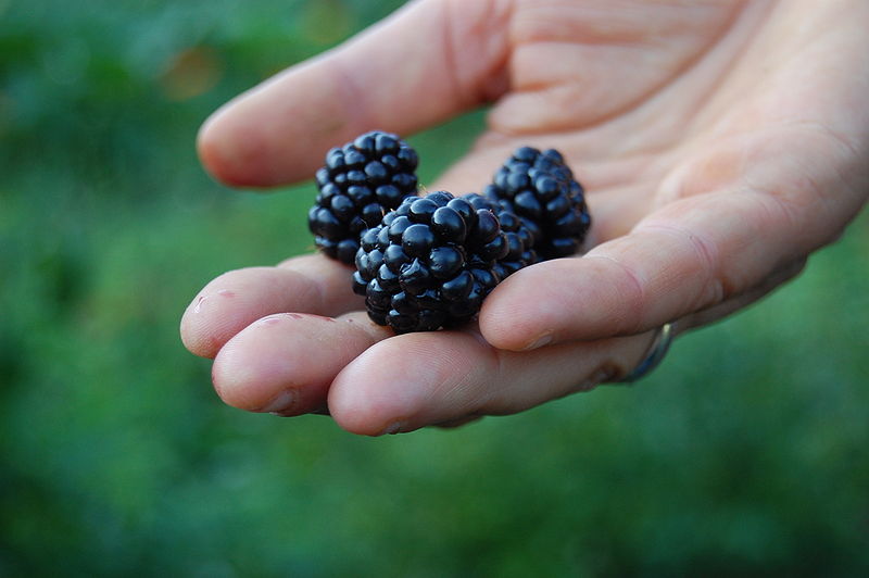 Les fruits et légumes ... - Page 2 800px-18