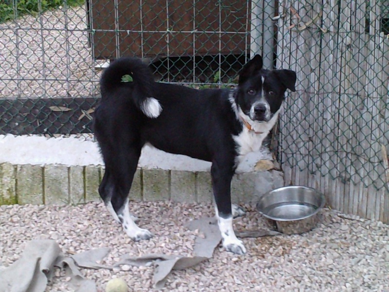 CHIOT 5 mois male ALITA INU CROISE (06)