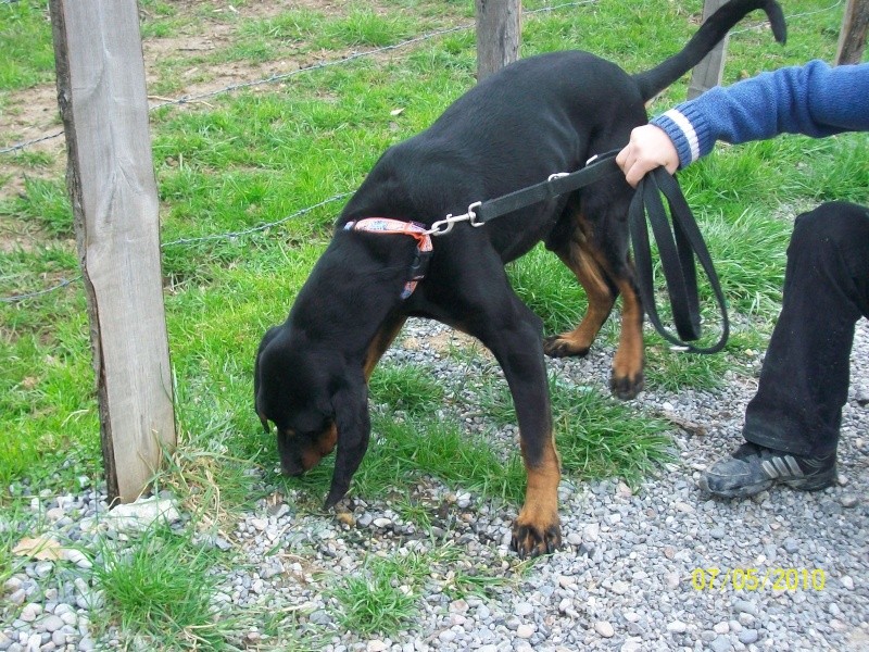 SOS pour Basile, mâle, X Bruno du jura.(74) Basile12