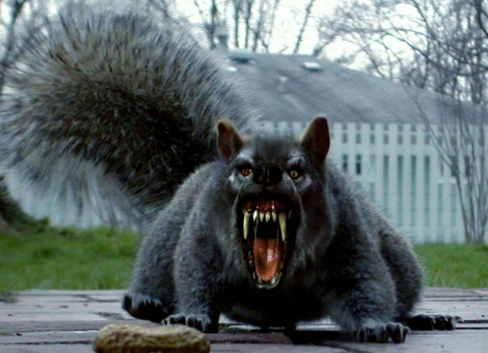 Photo d'ours , loup et écureuil!!!! Ecureu11