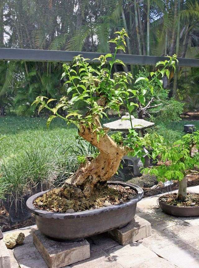 Bougainvillea Bougie10