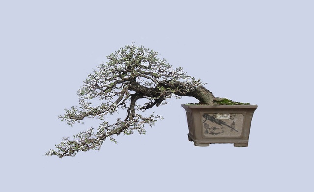tamarind  bonsai tree Tamari11