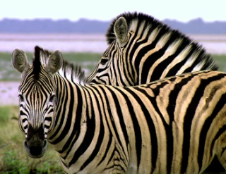 zoologie documentaire WWF semaine du développement durable Arte émission idéologie de la protection et de la conservation de la nature parcs naturels extinction massive d'espèce voie de disparition