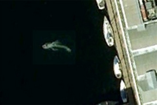 Cryptozoologie zoologie requin pèlerin Angleterre google earth forum port d'Albert Merseydide Cetorhinus maximus objet mystérieux Liverpool