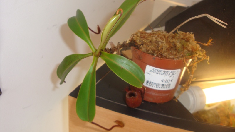 Nepenthes cristian klein (urgent tache douteuse ) 00911