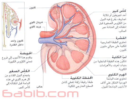  ما هي طريقة عمل الكليتان داخل جسم الإنسان؟  21321310