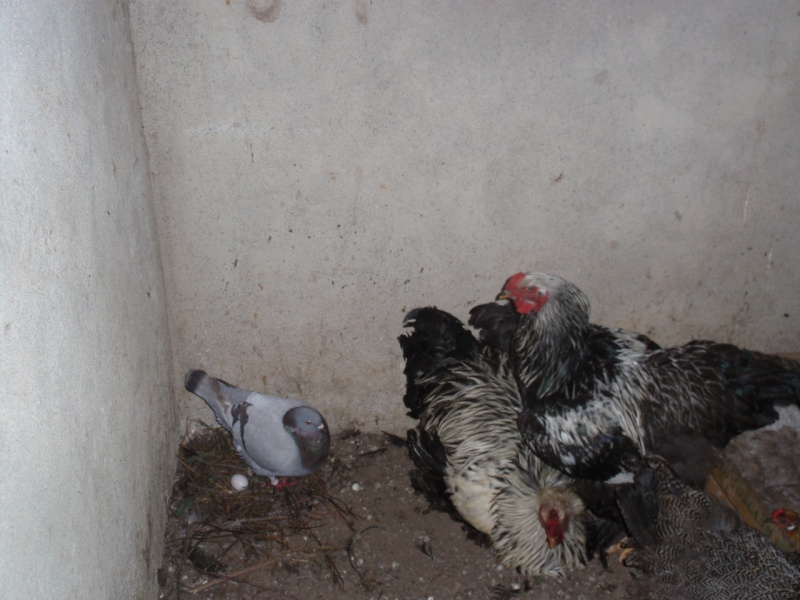 colombes,poules et pigeons P5310110
