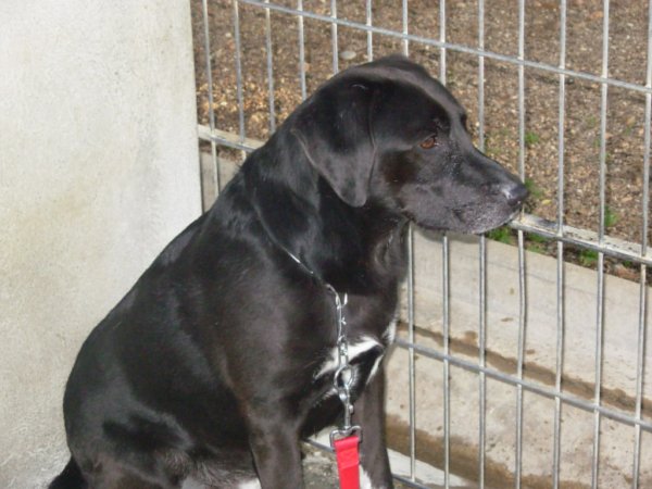 (adoptable )Trouvé chien x Labrador mâle noir Fos-Sur-Mer (13) Bandan10