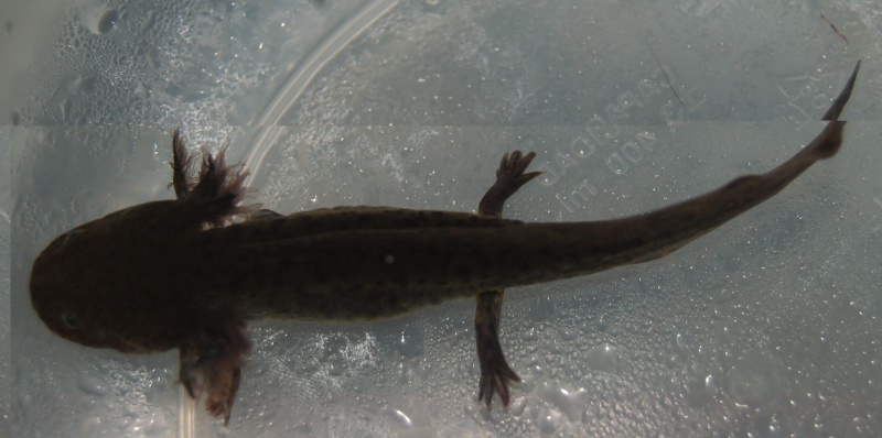 Vends Ambystoma mexicanum (axolotl) Dsc_8111