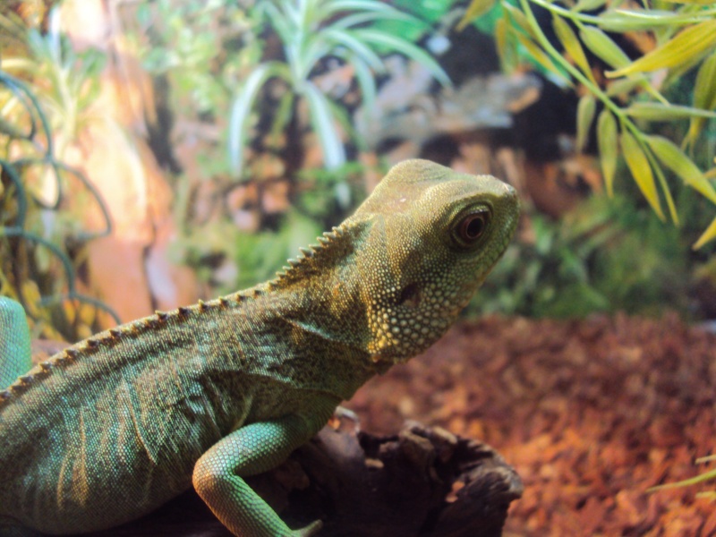 Mes lezard 00110