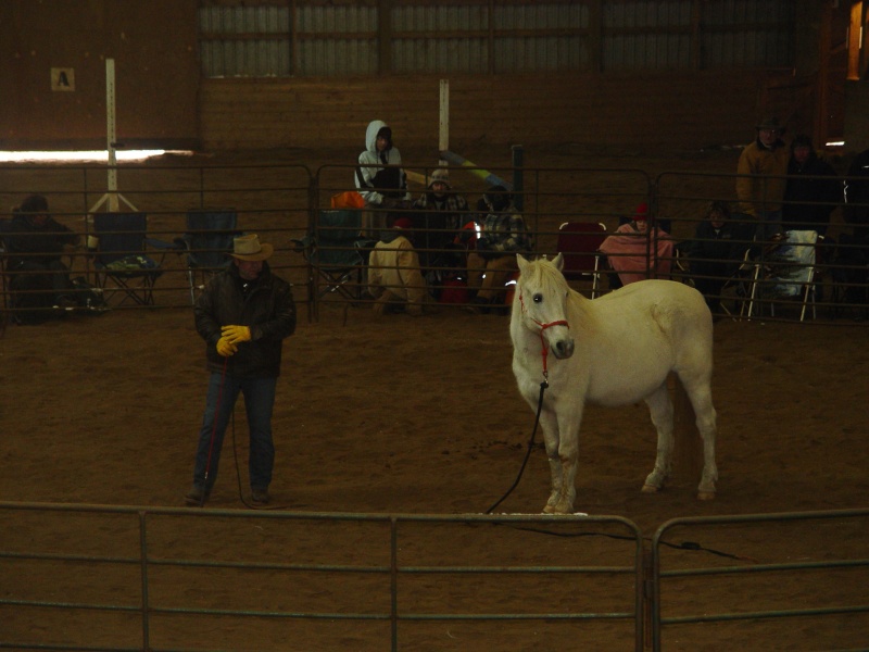 Greenwood Problem Horse Demonstration 02810