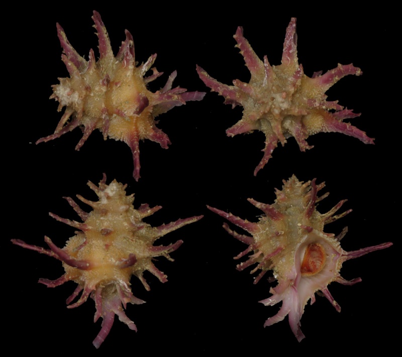 Babelomurex spinaerosae (Shikama, 1970) Babelo10