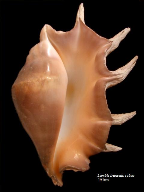 Lambis truncata sebae - (Kiener, 1843) Lambis10