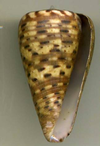 Conus (Dendroconus) medoci   Lorenz, 2004 Medoci10