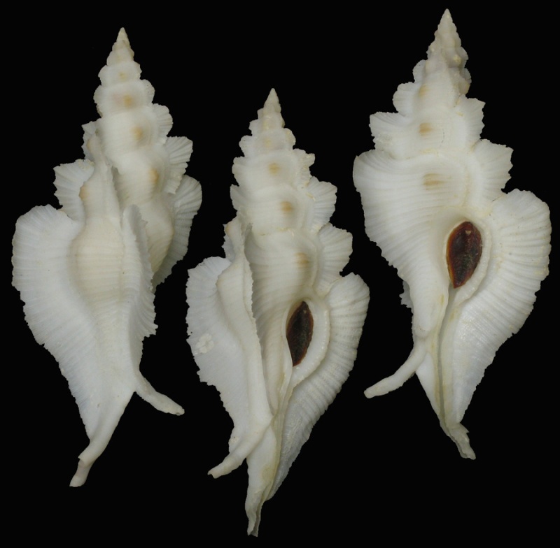 Pterynotus pinnatus (Swainson, 1822) voir Pterynotus alatus (Röding, 1798) Pinnat10
