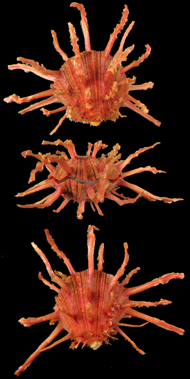 Spondylus foliaceus Schreibers, 1793 Spondy10