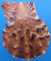 Scaeochlamys livida - (Lamarck, 1819)  Livida10