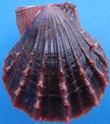 Scaeochlamys livida - (Lamarck, 1819)  Livida12