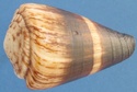 Conus (Rhizoconus) miles   Linnaeus, 1758 Miles_10
