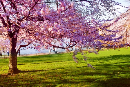 حـيـاة  الـحب  عـنـد  جـبـران Spring10