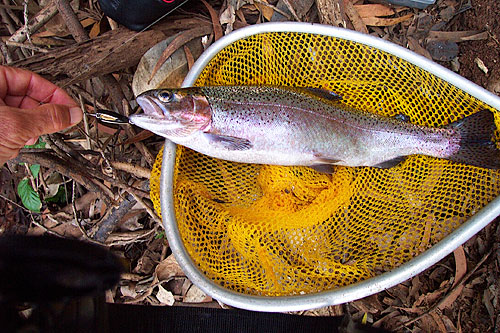 Rainbow Trout in Kokee Rainbo10