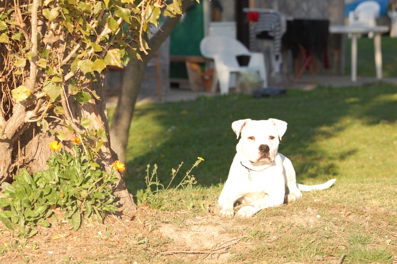 CHUPPA - Buldog Amricain - Femelle - 10 mois   dep13 Dsc_0010