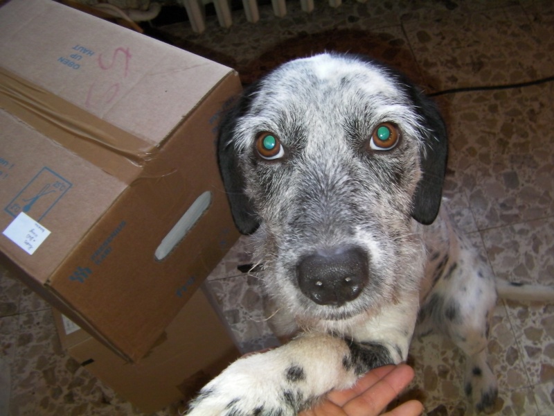 DIEGO - Dalmatien X Griffon - 2 ans - Mâle DEP 13 adopté Sany0715