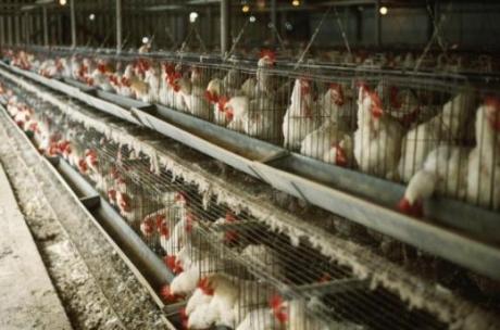 120.000 poules euthanasiées en Alsace  Poules10
