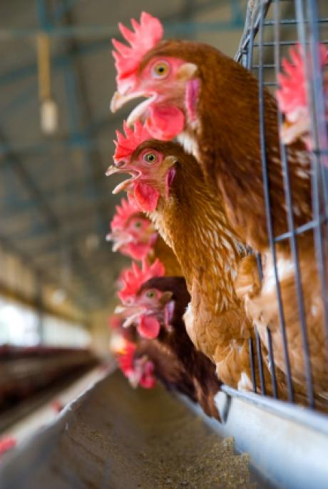 120.000 poules euthanasiées en Alsace  Poulet11