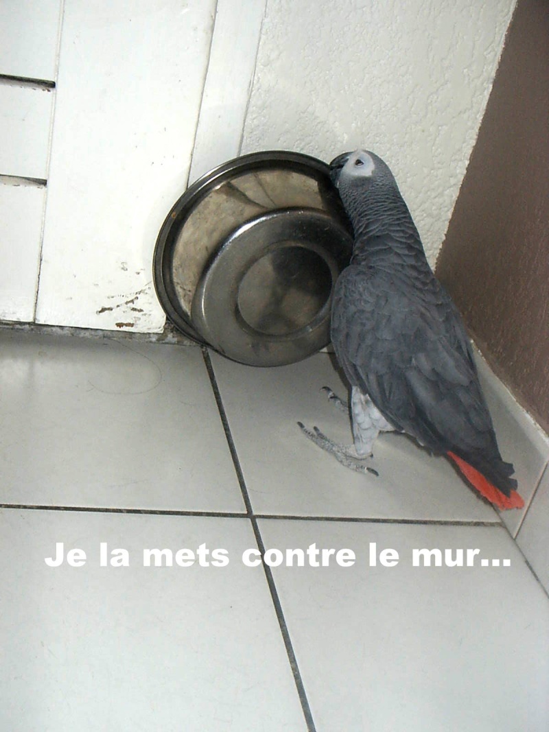Mes animaux. S2010121