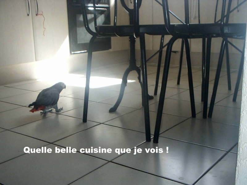 Mes animaux. S2010123