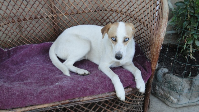 FENOUIL, X HUSKY  (M) 1 ans calme et joueur,ASSO Eden Valley 26 ADOPTE Dsc00024