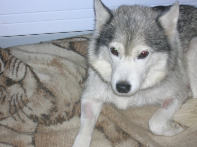 Sounde husky femelle de 7 ans ancienne maltraitée dpt 13 DECEDEE - Page 2 Dscn0512