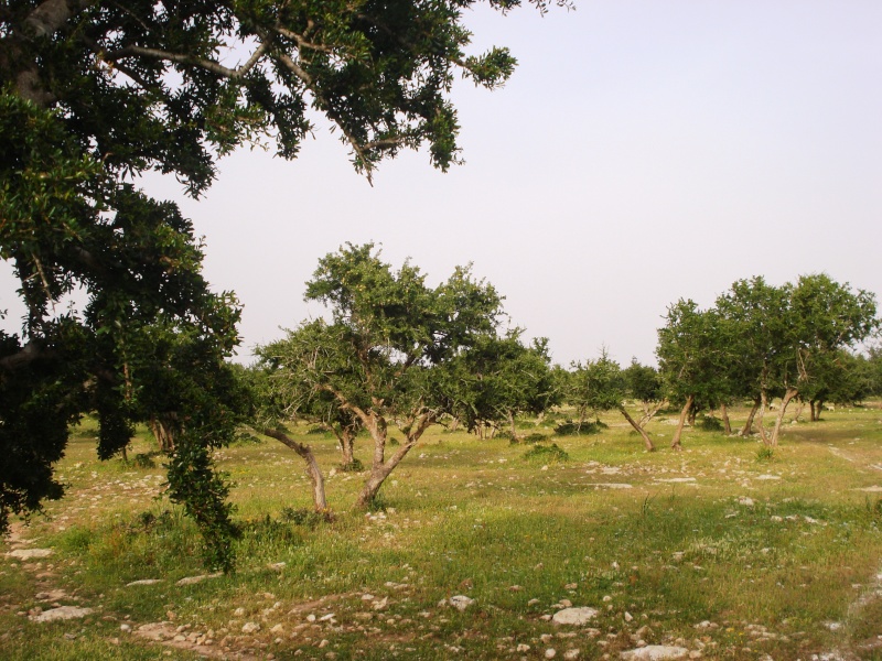 La maison d'Afoulouste ou ADDAR LAKBIRA Dsc00215