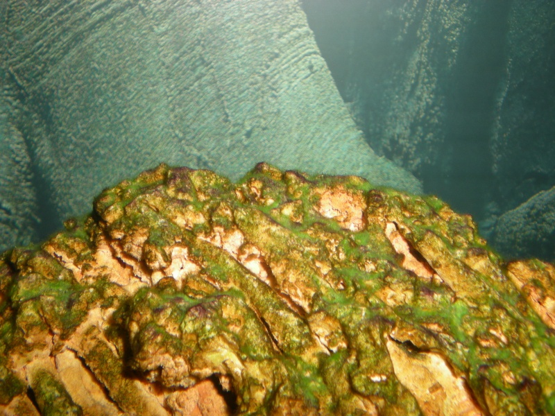 algues brunes et vertes Dscn2416