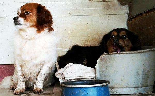 MC - Peke Snoopy Pekes_10