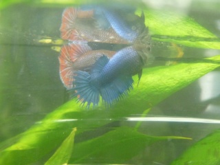 Femelle crowntail :) P1020712