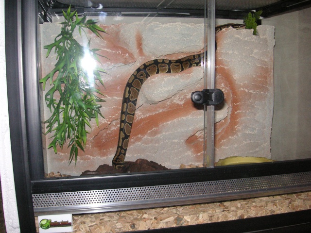 python Python13