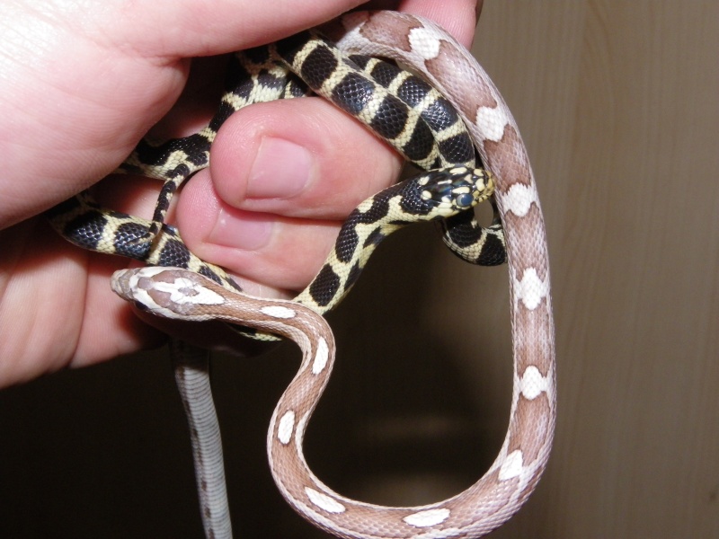 pantherophis guttatus mes futur reproducteurs Imgp0012