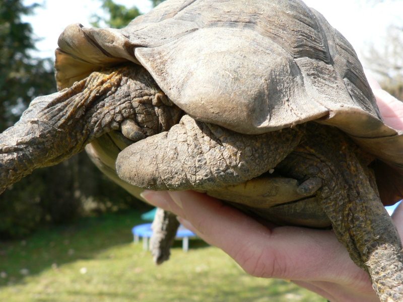 Estimation d'un âge très avancé pour une tortue et Les sutures en zig-zag. - Page 2 Photo_10