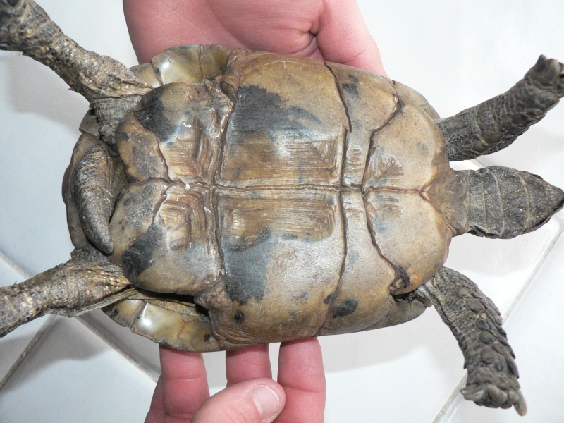 Estimation d'un âge très avancé pour une tortue et Les sutures en zig-zag. - Page 2 Sophie11