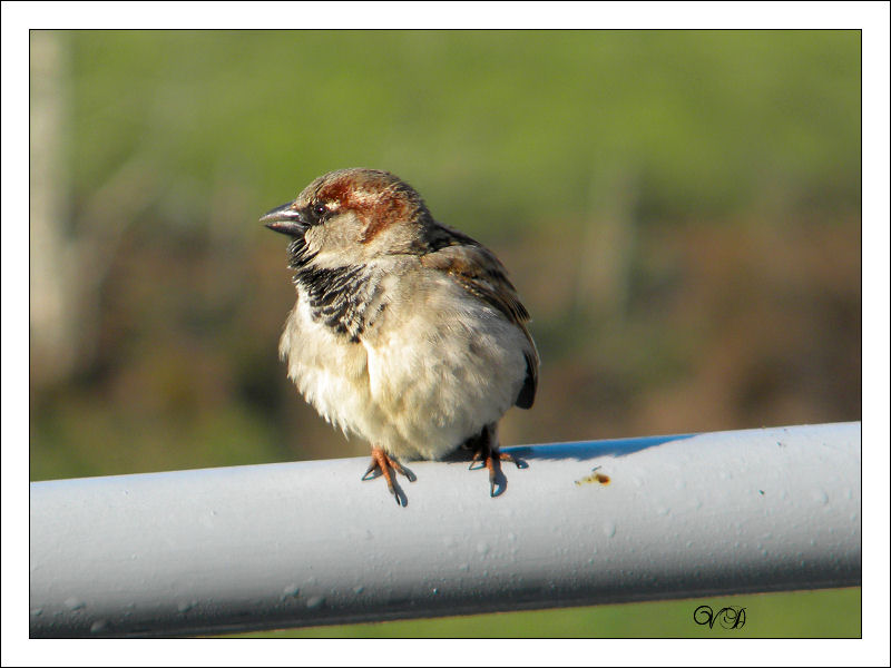 (Valerie) Dans mon jardin Bird-010