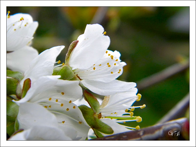 (Valerie) Dans mon jardin Cerisi10