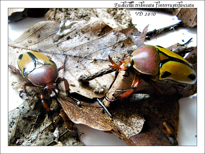 Eudicella trilineata f.interruptefasciata Eudice10