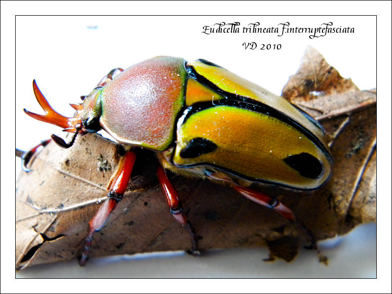 Eudicella trilineata f.interruptefasciata Eudice13