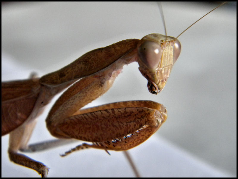 (Sphodromantis lineola) Suivi de Valerie Sphodr12