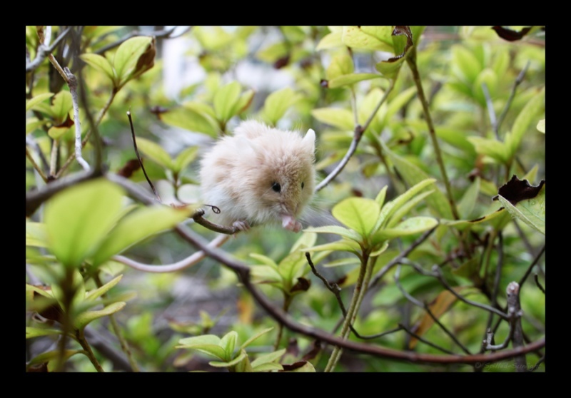 Nos autres bestioles de compagnie :) Natura10