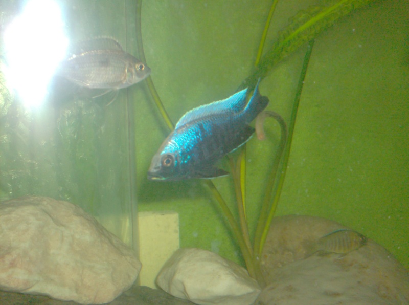 Copadichromis trewavasae Hpim3111