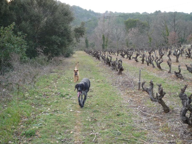 Deux ti bouchons Malinois de 6 semaines en quête de maison accueillante............... - Page 5 P1000911